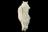 Bargain, Fossil Oreodont (Merycoidodon) Skull - Wyoming #169157-7